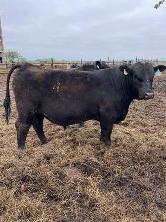 Black Angus Bulls