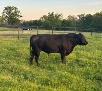 Black Angus Bull