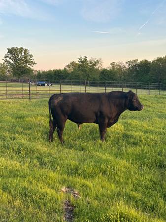 Black Angus Bull