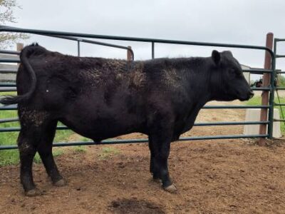 Registered Black Angus Bull