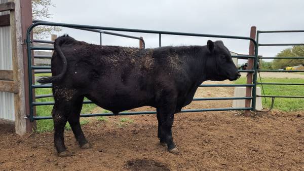 Registered Black Angus Bull