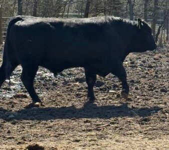 Black Angus Bulls For Sale