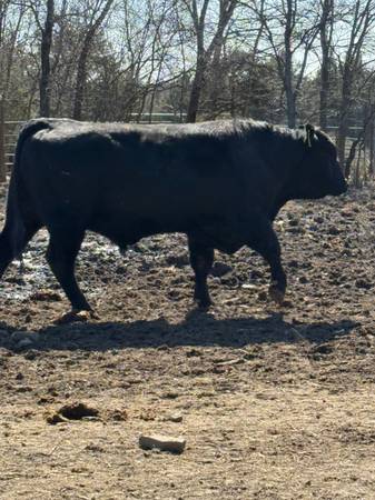 Black Angus Bulls For Sale