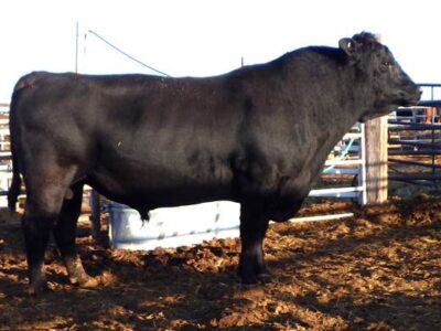 Black Angus Bulls, Cows, Heifers