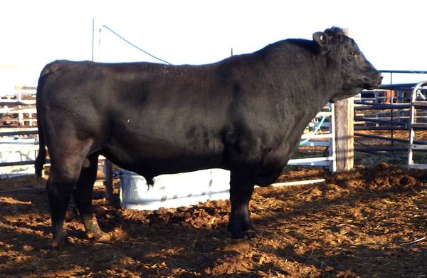 Black Angus Bulls, Cows, Heifers