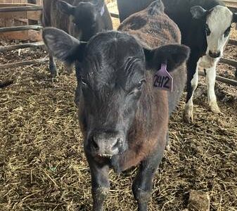 Registered Black Angus Bull Calf