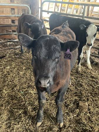 Registered Black Angus Bull Calf