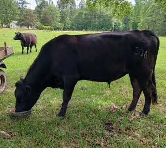Registered Black Angus Bull