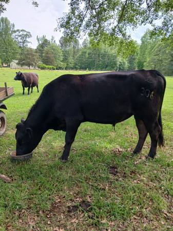 Registered Black Angus Bull