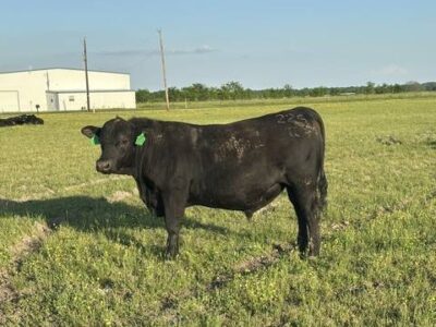 Registered Angus Bulls