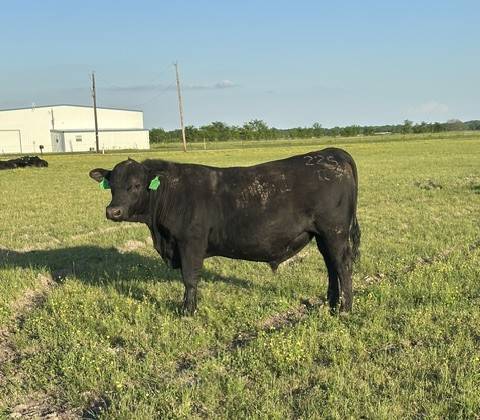 Registered Angus Bulls