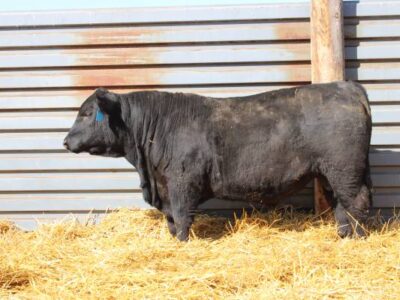 Black Angus Yearling Registered Bulls