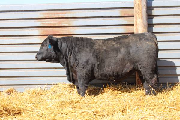 Black Angus Yearling Registered Bulls