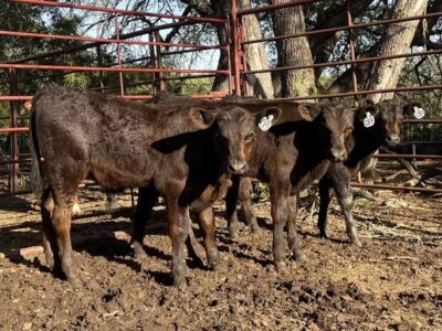 Black Angus Bull Calves