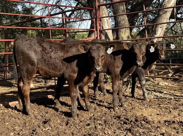 Black Angus Bull Calves