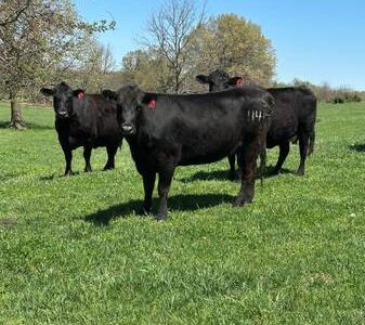 Black Angus Cows - 32 head