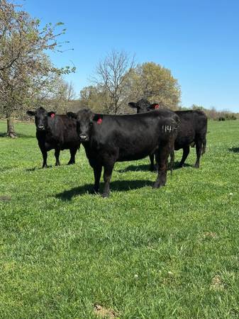 Black Angus Cows - 32 head