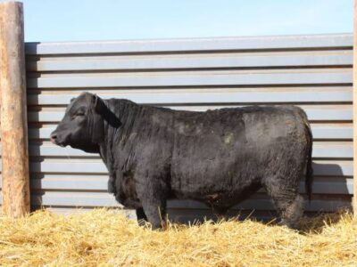 Black Angus Yearling Registered Bulls