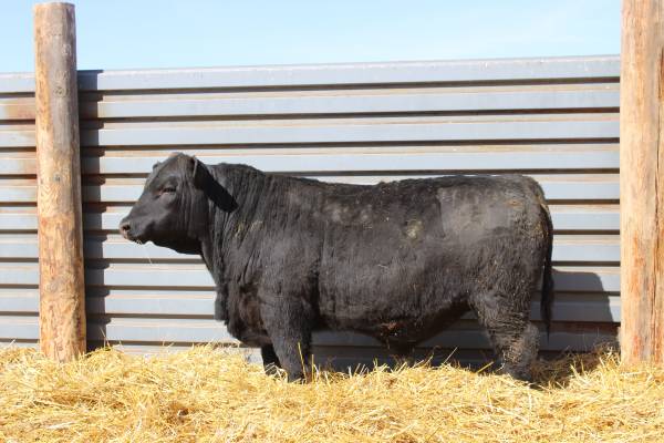Black Angus Yearling Registered Bulls