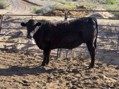 Black Angus Steer