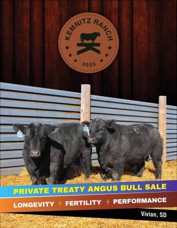 Black Angus Yearling Registered Bulls