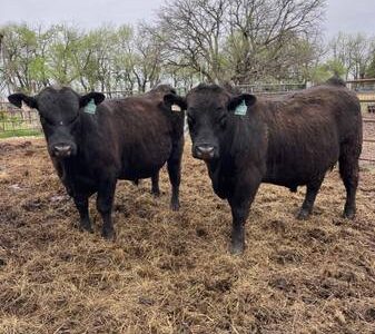 Black Angus Bulls