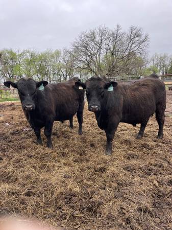 Black Angus Bulls