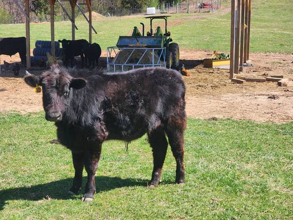 Registered Black Angus Bull