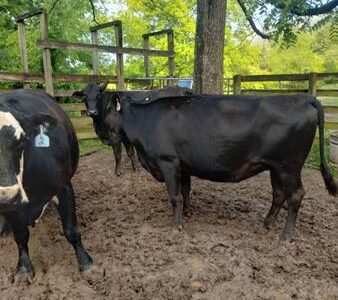 Black Angus Cows
