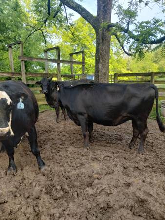 Black Angus Cows