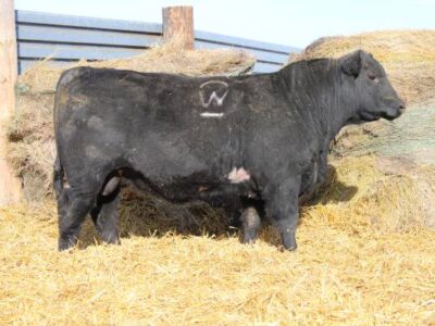 Black Angus Yearling Registered Bulls