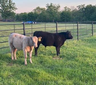 Black Angus Bull