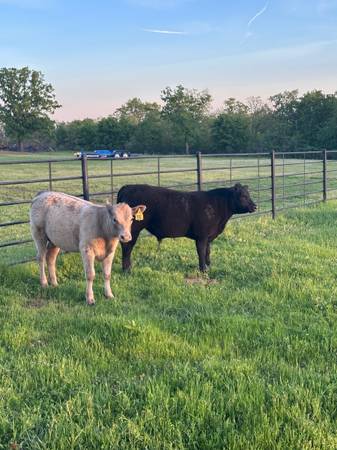 Black Angus Bull
