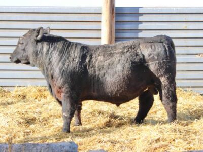 Black Angus Yearling Registered Bulls