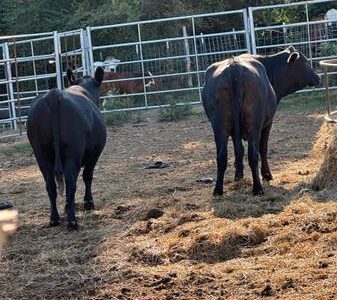 Bred Black Angus Cows
