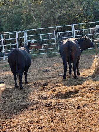 Bred Black Angus Cows