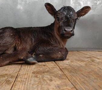 Black Angus Heifer Bottle Calf