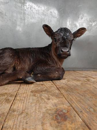 Black Angus Heifer Bottle Calf