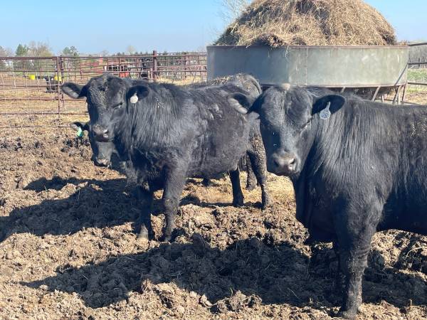 Registered Angus Bulls