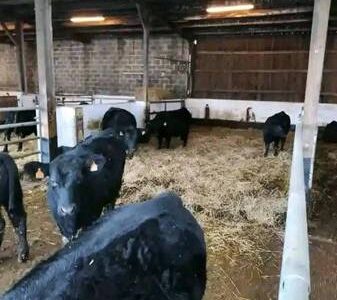 Black Angus Bulls For Sale