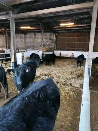 Black Angus Bulls For Sale