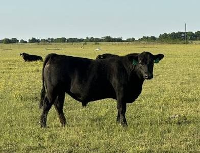 Registered Angus Bulls