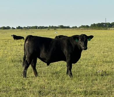 Registered Angus Bulls