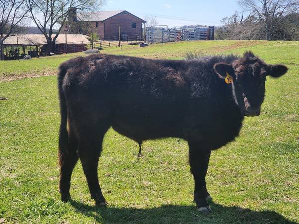 Registered Black Angus Bull