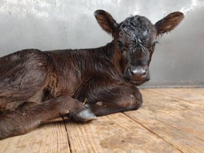 Black Angus Heifer Bottle Calf