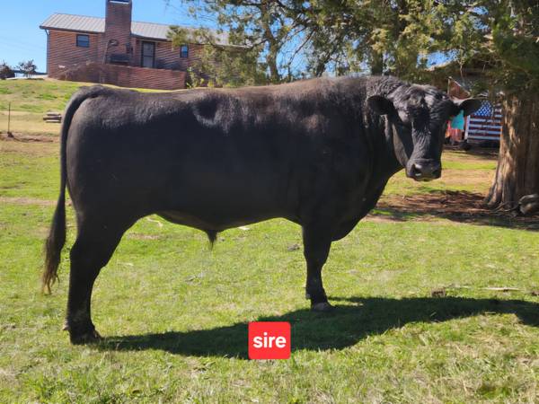 Registered Black Angus Bull
