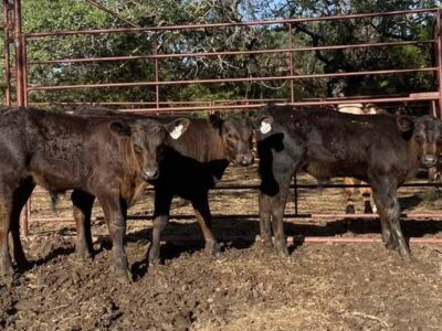 Black Angus Bull Calves
