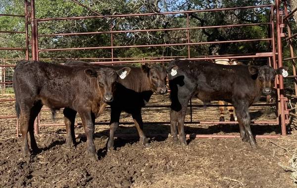Black Angus Bull Calves