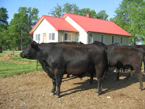Registered Black Angus Bulls