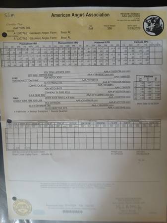 Registered Black Angus Bull